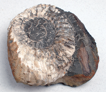 a79855499ae4c.png