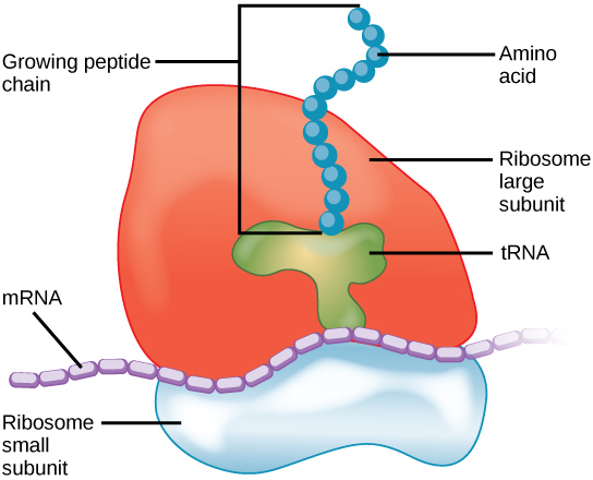 b198982774a7c.png