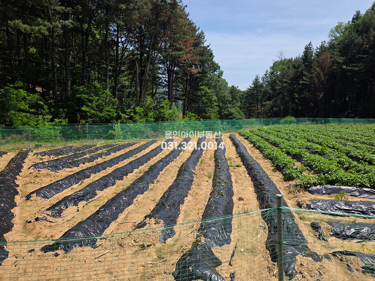 No.3917] 용인 양지 송문리 707평 토지, 평당120, 한적하고 인적드문 곳, 시내인근 완전 숲세권