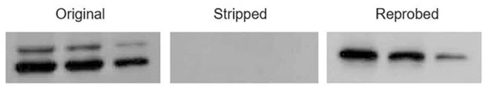 213f24a558073.png