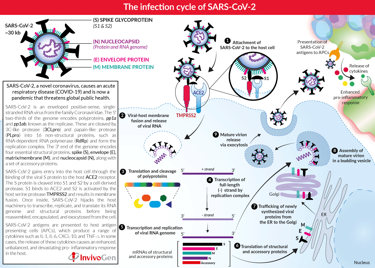 Жизненный цикл SARS-cov-2. Коронавирус SARS-cov-2. Коронавирус строение жизненный цикл. Цикл репликации коронавируса SARS-cov-2. Новый коронавирус sars cov