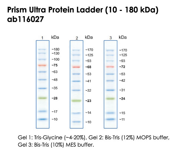 western blot ladder protein ladder
