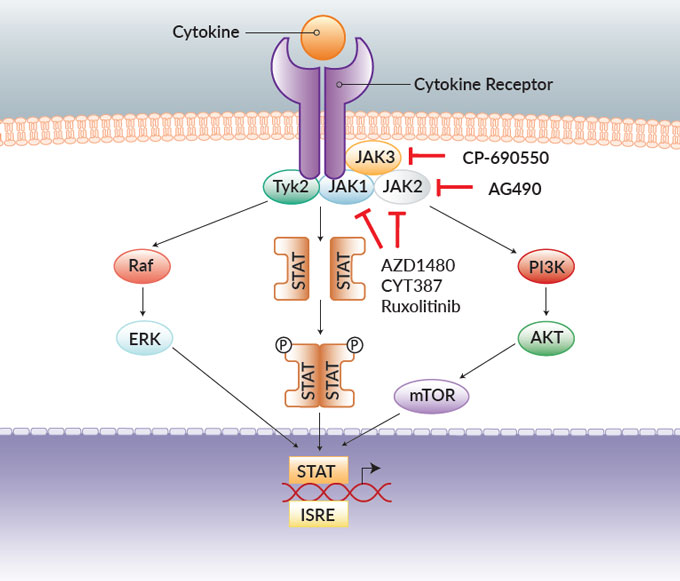 What Is A Jak Inhibitor