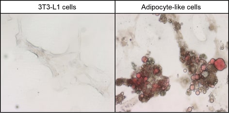 Differentiation of 3T3-L1 cells into adipocyte-like cells: case study ...
