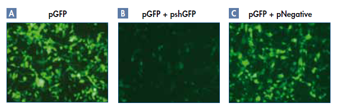 9796badbc85ee.png
