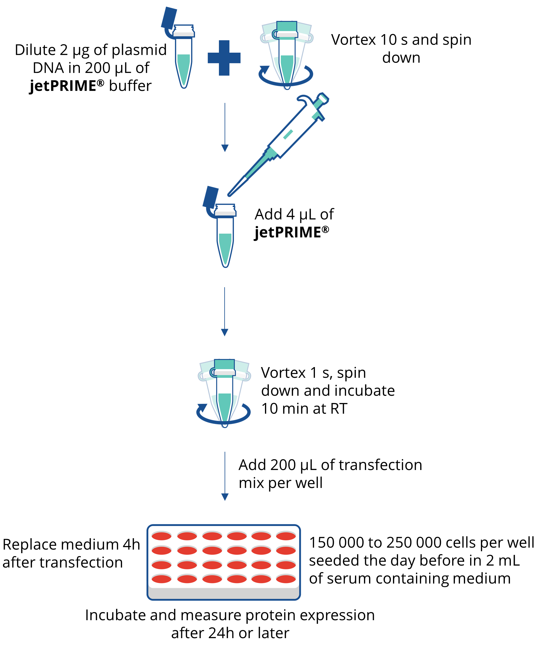 DNA, siRNA Transfection 제품, jetPRIME® : 주요브랜드 자세한 product information