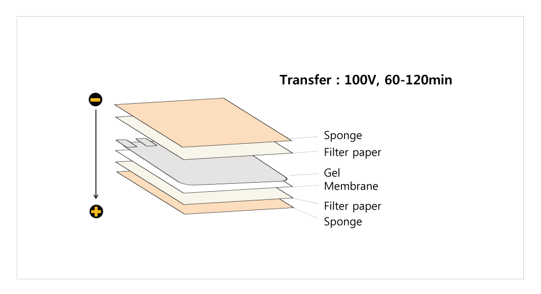 bfe84e514ef9b.png