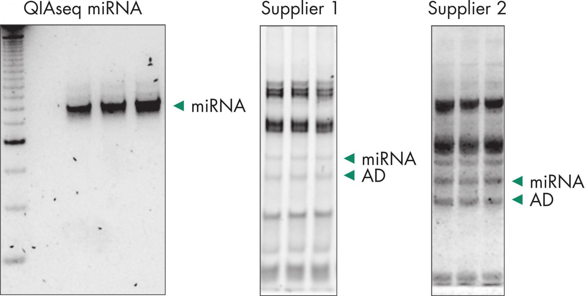 Exosome 연구를 위한 QIAGEN 제품이 준비되어 있습니다! 주요브랜드 자세한 product information