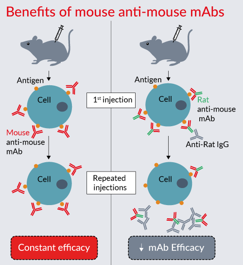 In Vivo 마우스 실험을 위한 Mouse Anti Mouse Mabs Bric 3856