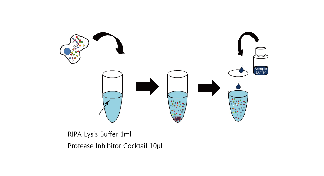 Western Blot 실험은 GenDEPOT와 함께!! GenDEPOT 제품 소개