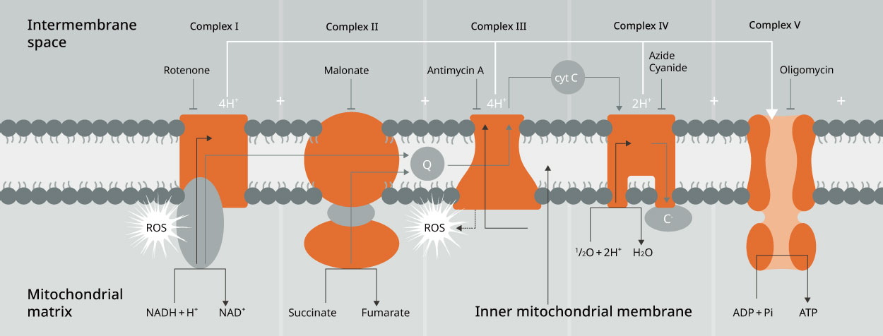 glutathione in vivo oxidative stress researchers list Oxidative stress is a shared characteristic of ME/CFS and Long COVID