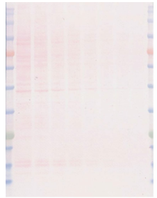 f01a72639e33c.png