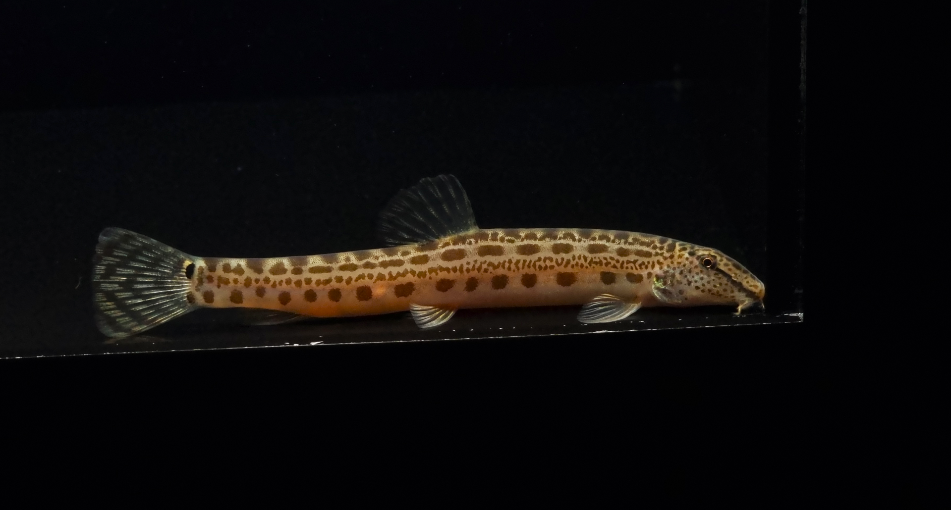 점줄종개 (7~13cm)