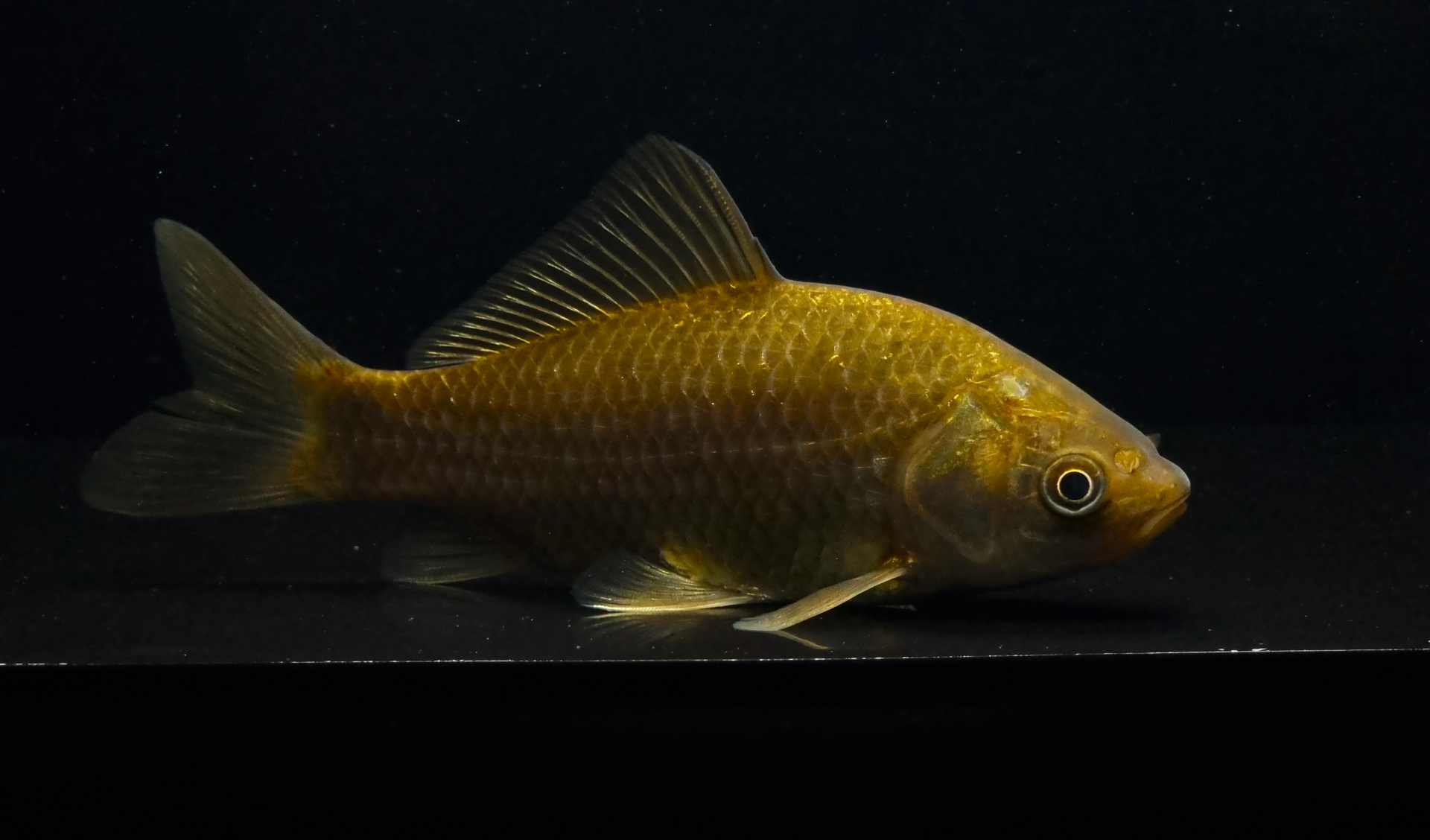 붕어 [야생] 10~12cm)