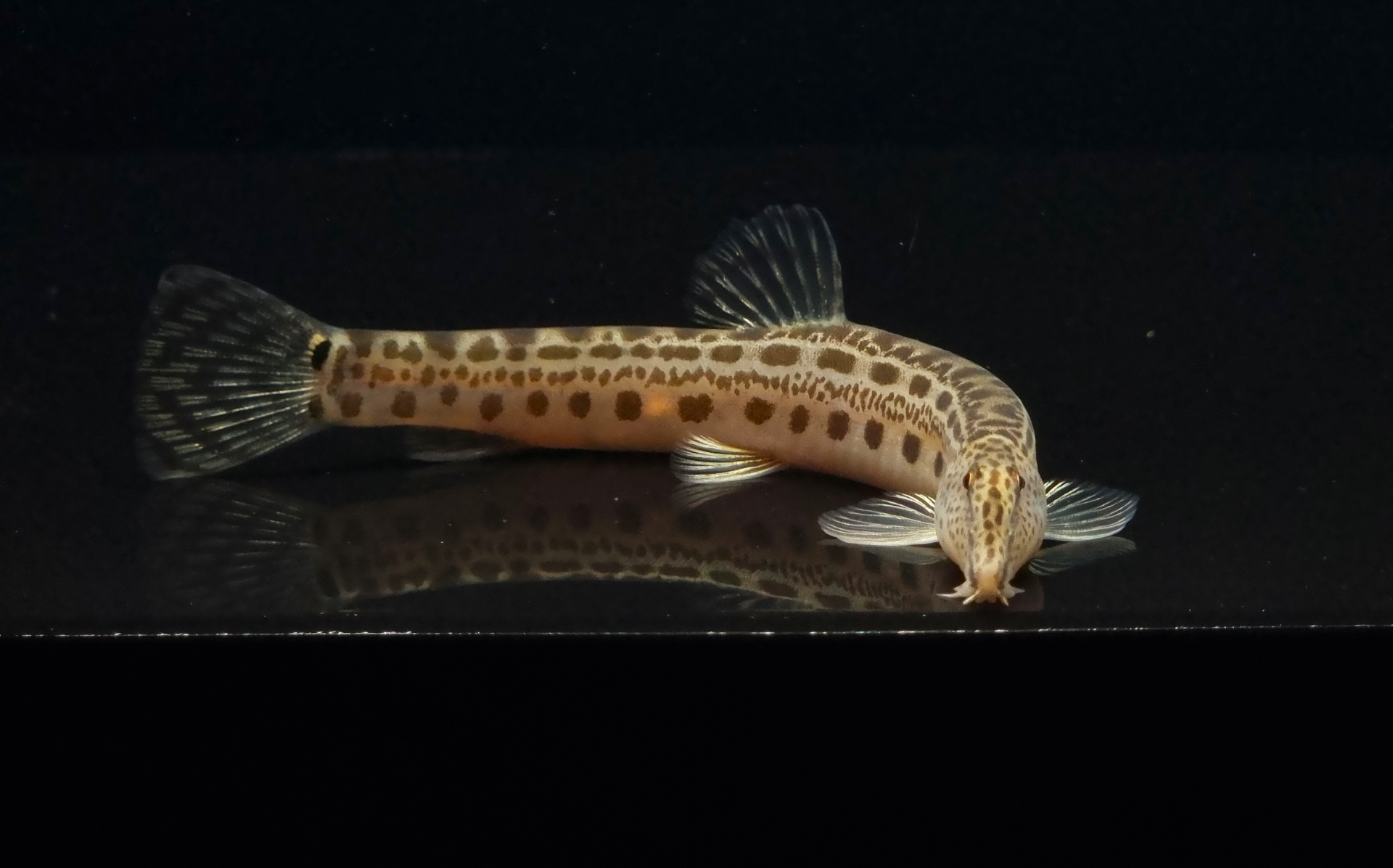 점줄종개 (7~13cm)