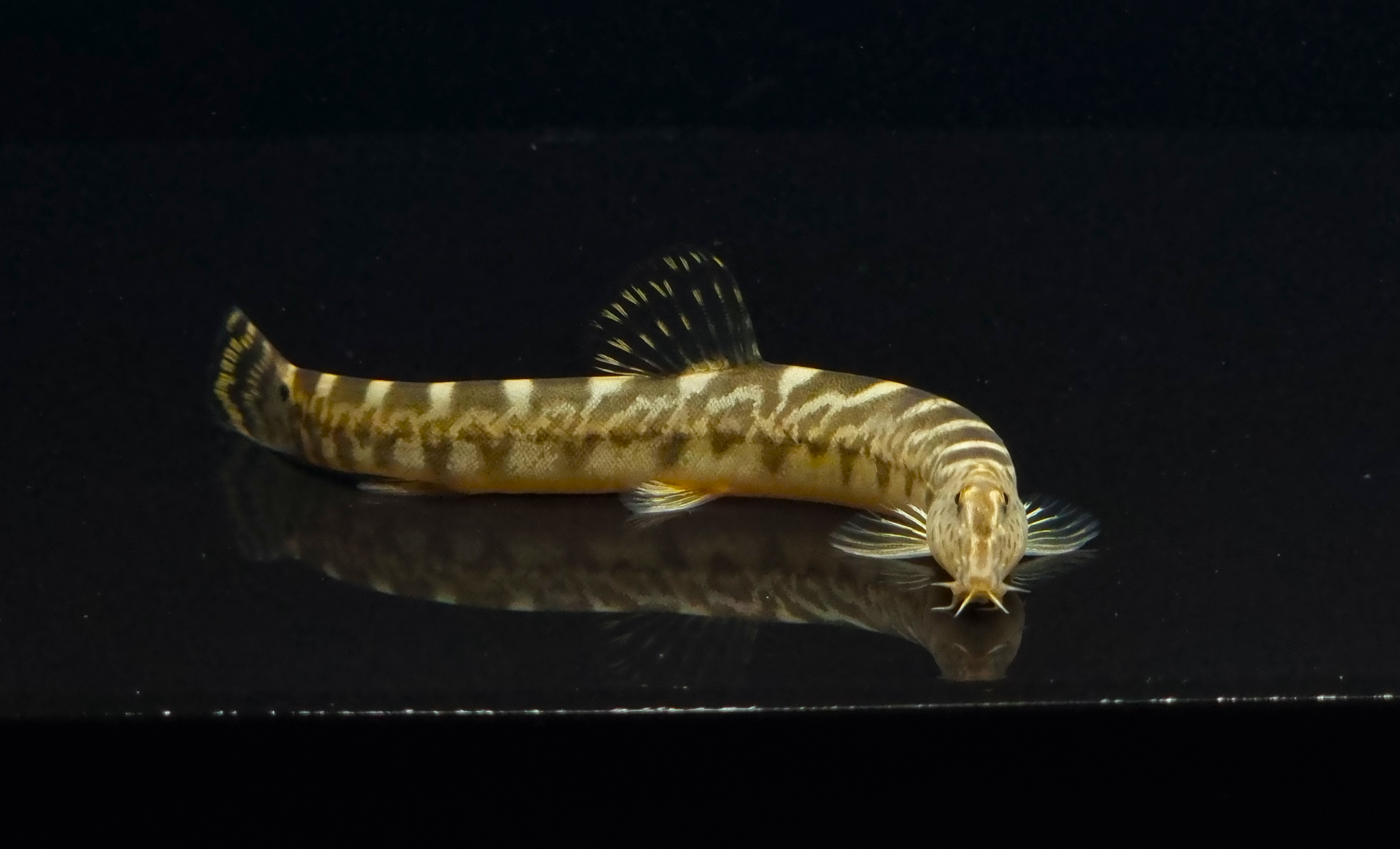 참종개 (8~14cm)