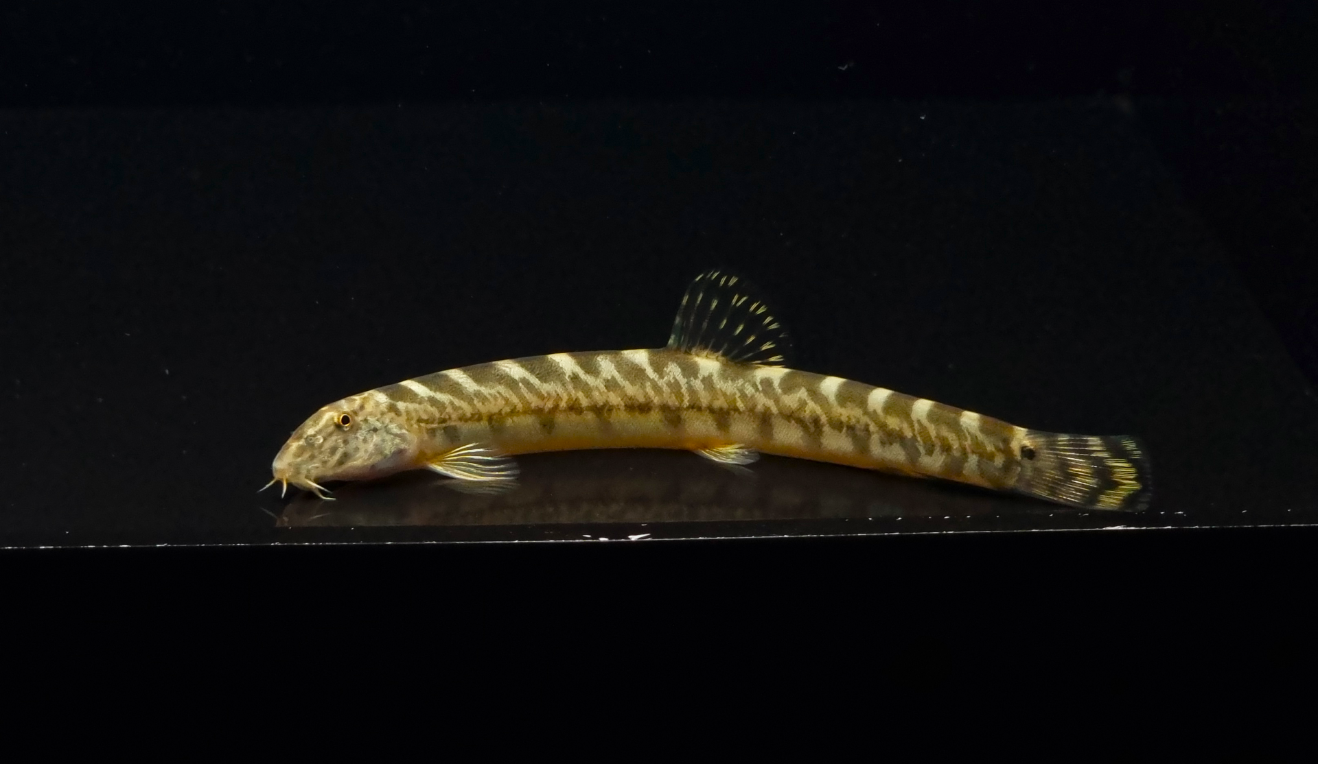 참종개 (8~14cm)