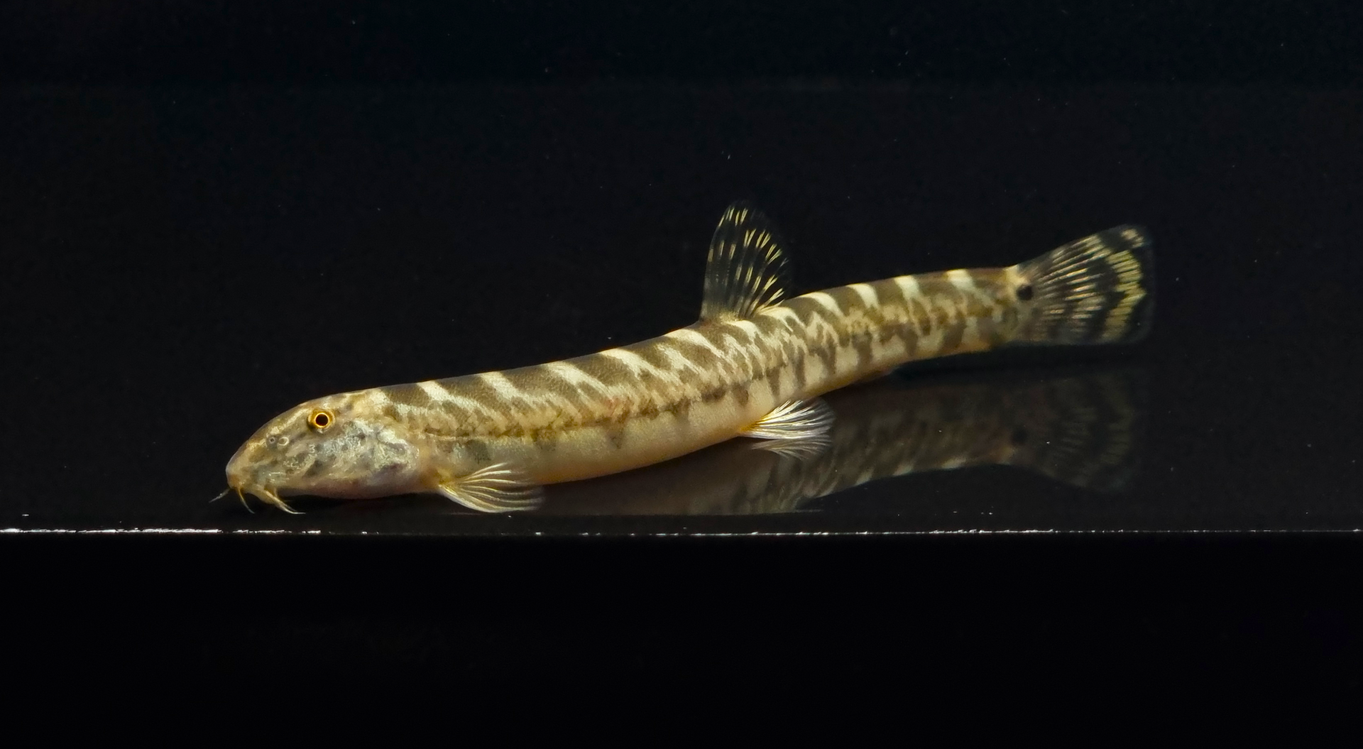 참종개 (8~14cm)
