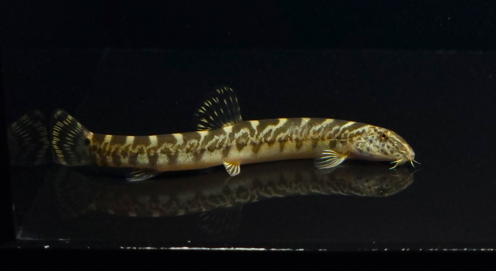 참종개 (8~14cm)