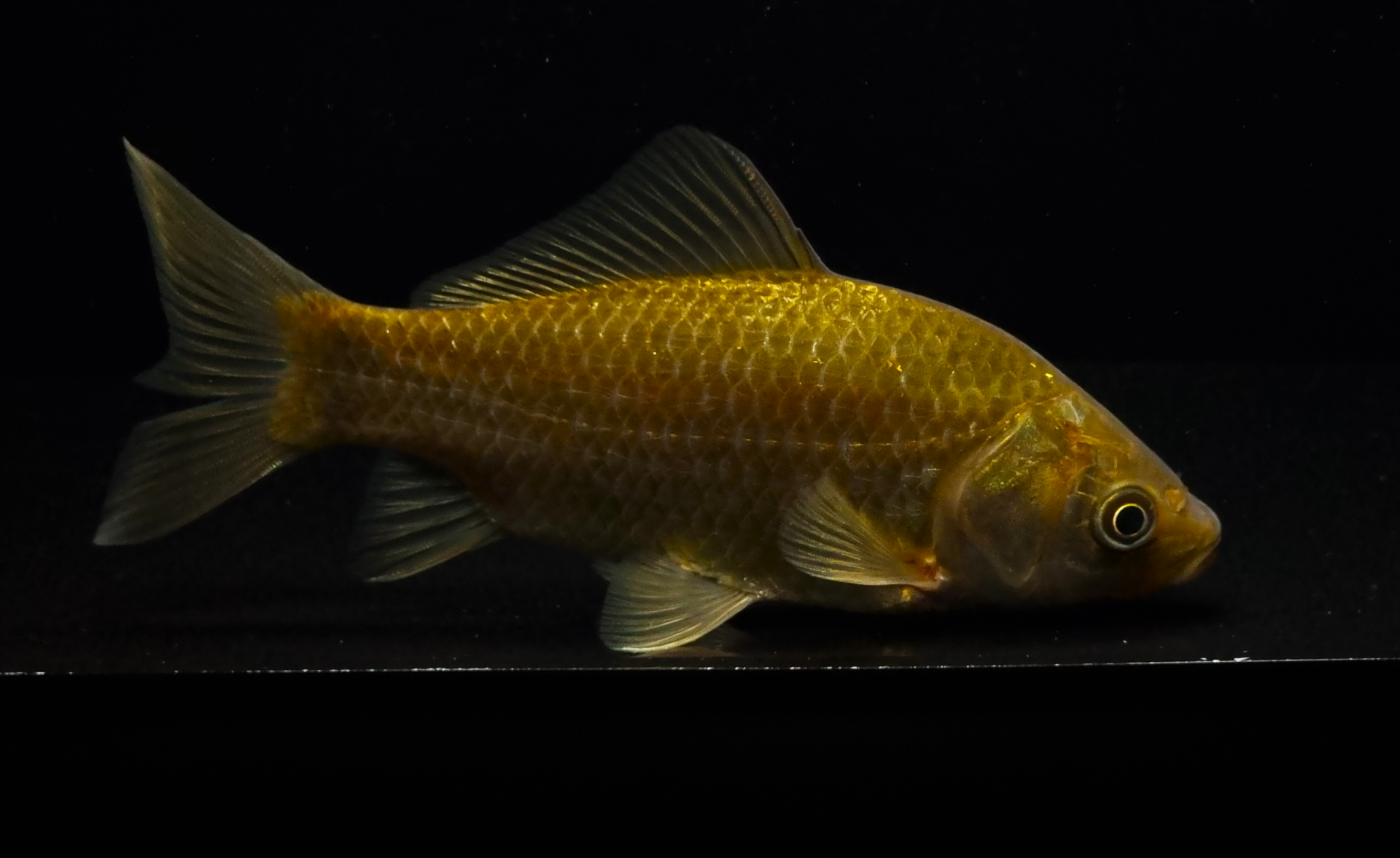 붕어 [야생] 10~12cm)