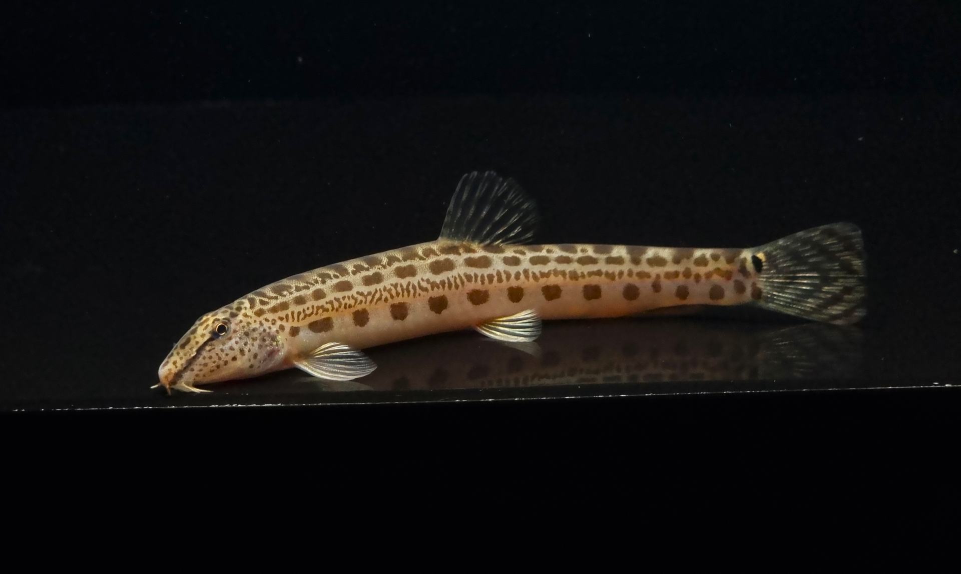 점줄종개 (7~13cm)