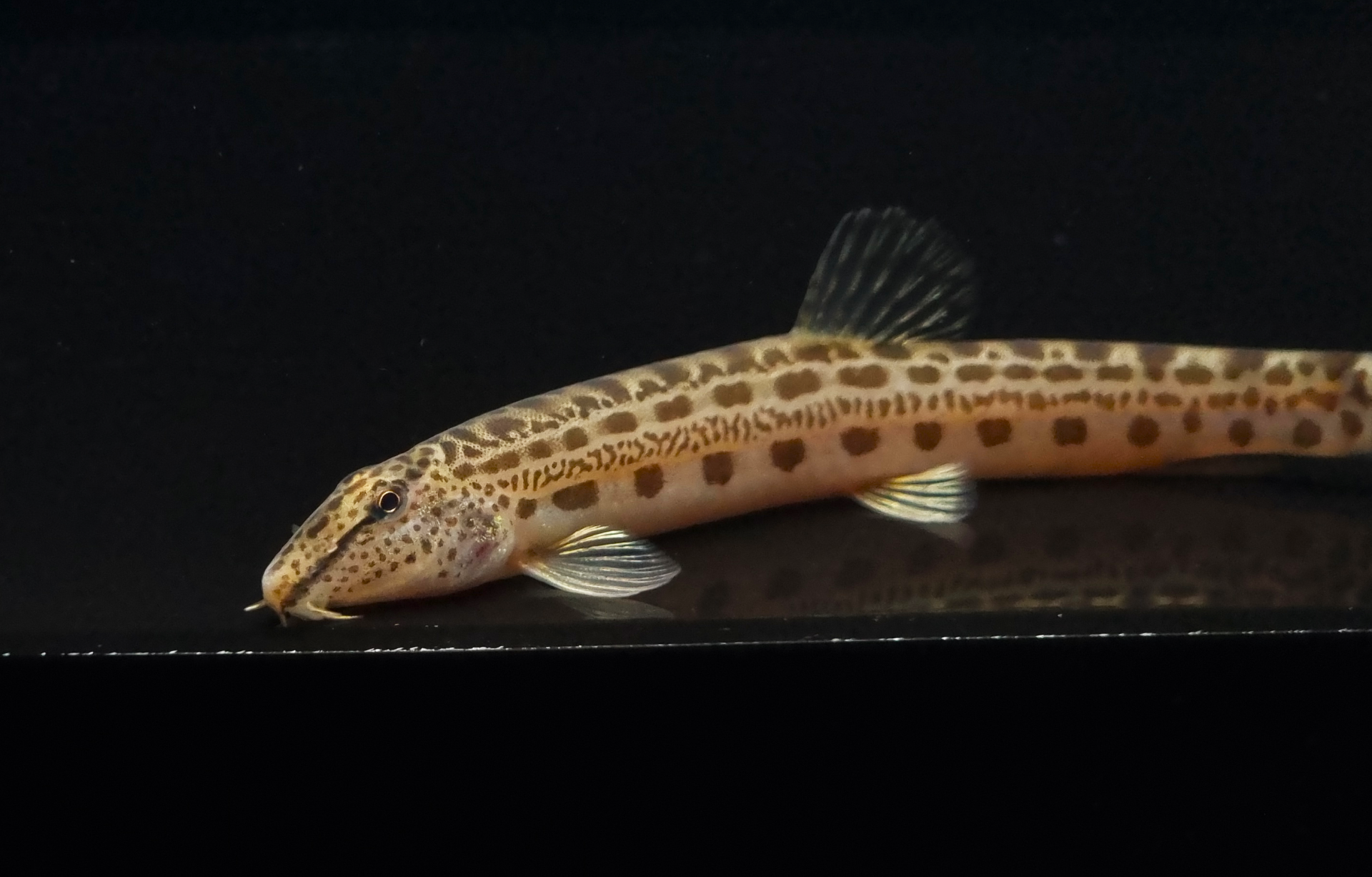 점줄종개 (7~13cm)