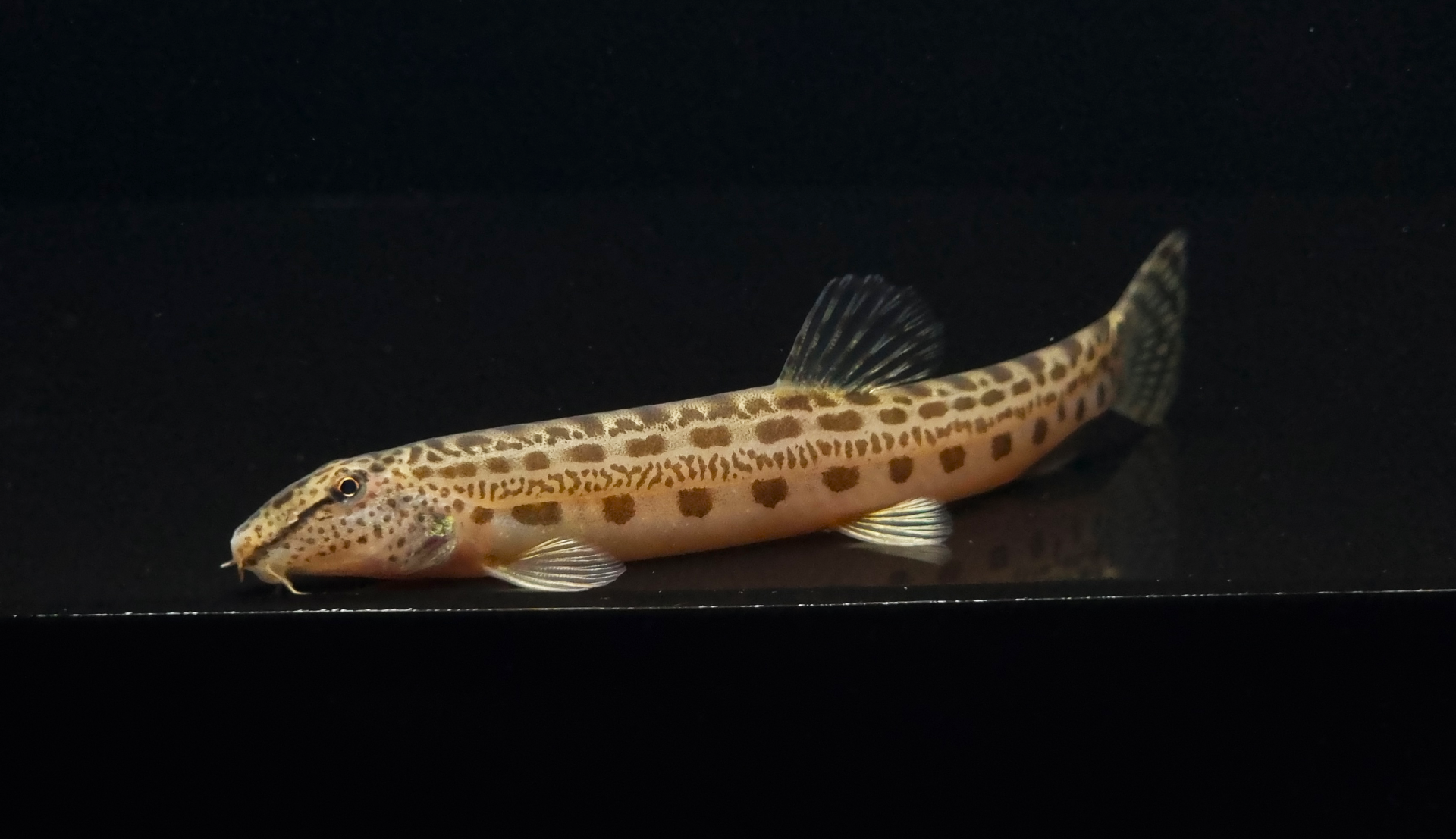 점줄종개 (7~13cm)