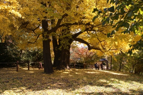 5c6a533e4a783.jpg