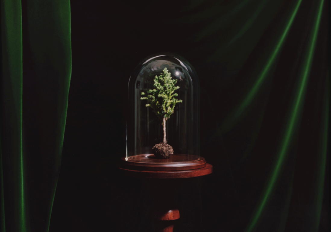 Sarah Charlesworth, Homage to Nature, 1995
