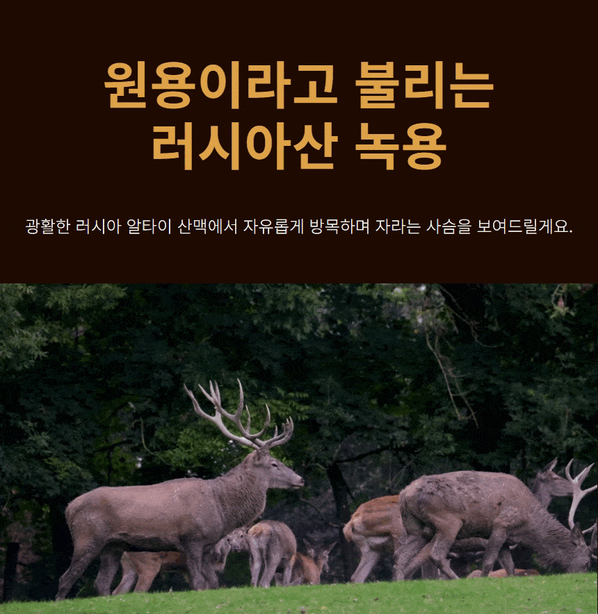 [직원전용] 러시아 알타이 녹용