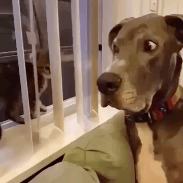 5a0d121878a1f.gif