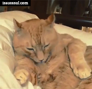 5a7d443f8a976.gif
