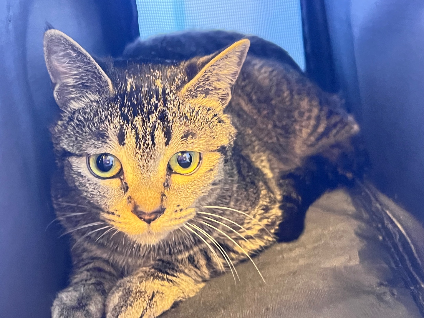 10c41db53a8f5.jpg