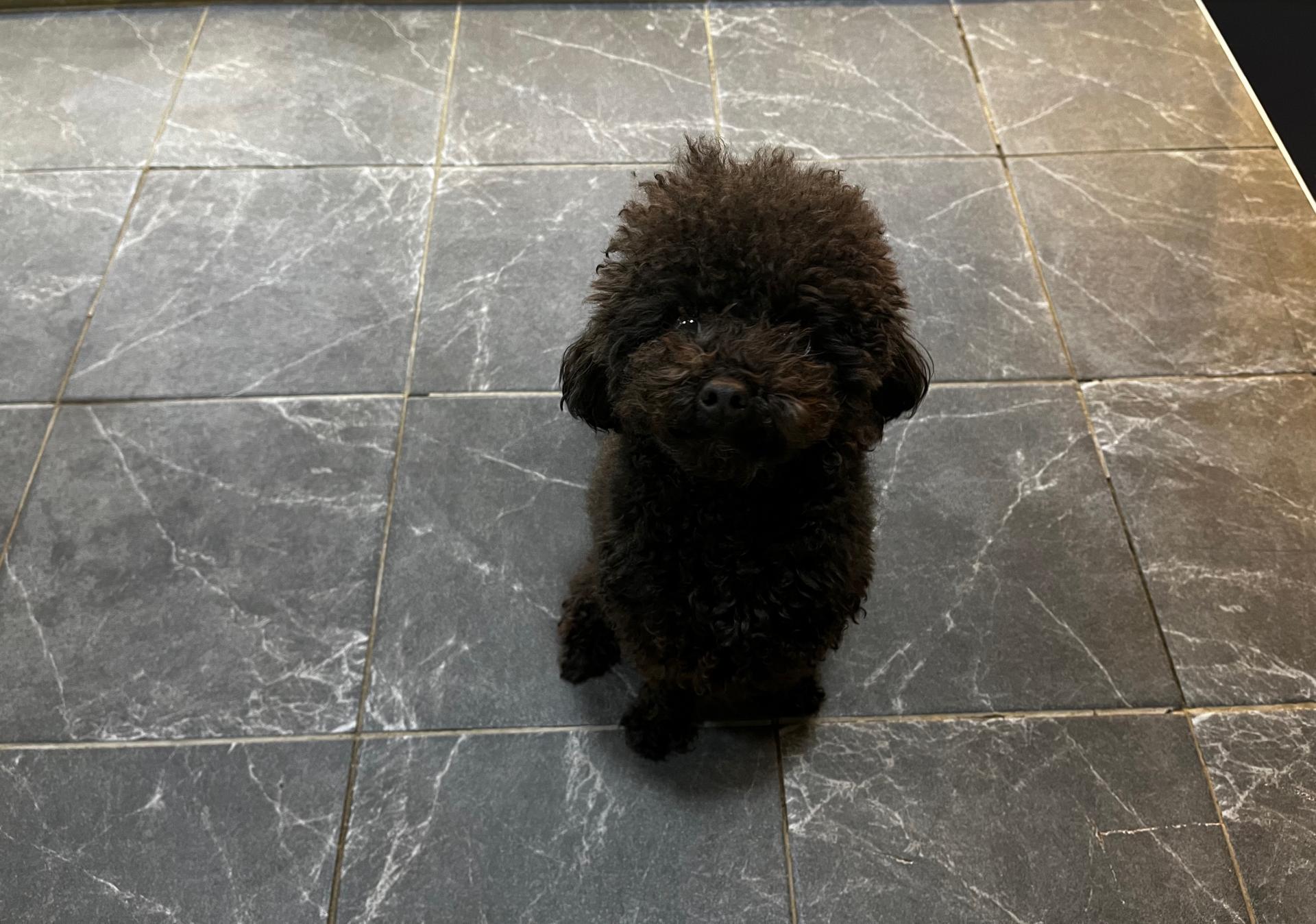 푸들 탄이 시바이누가격 푸들 브리티쉬숏헤어 동물 시바견 : 강아지입양 고양이입양 도그마루 보호소 - 펫샵, 유기견센터, 유기묘,  유기견, 믹스견 코리안숏헤어, 애견샵, 강아지무료분양 길냥이 비숑분양가, 반려견, 서울강아지보호소