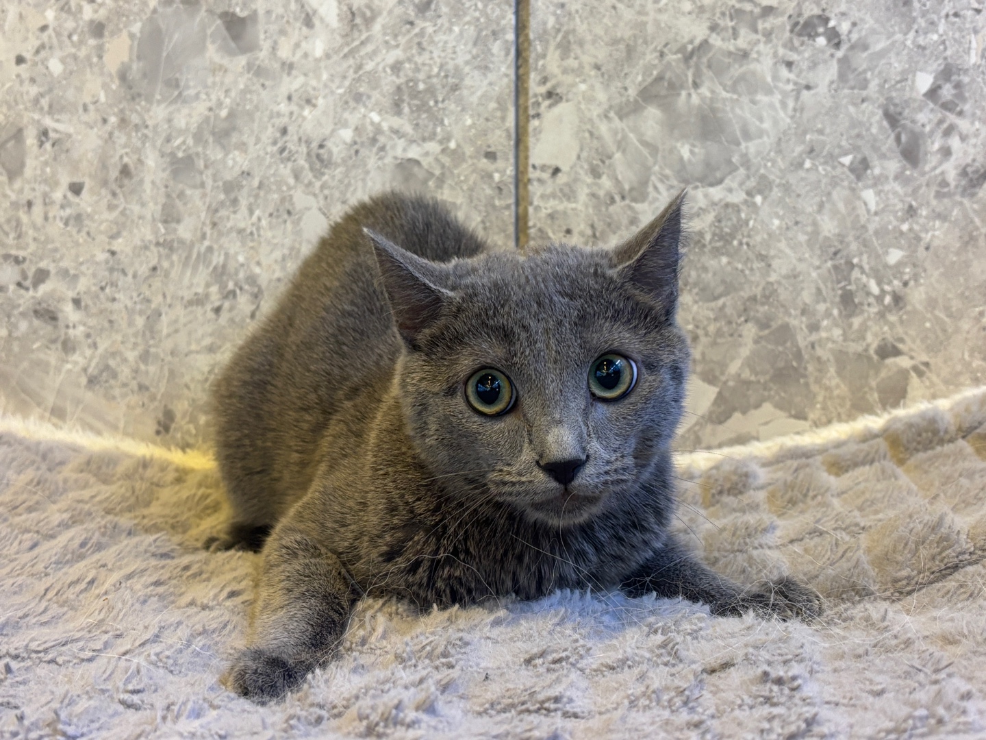 러시안블루 새끼강아지무료분양 유기묘임보 고양이입양하기 고양이입양가 노르웨이숲입양 : 강아지입양 고양이입양 도그마루 보호소 - 펫샵,  유기견센터, 유기묘, 유기견, 믹스견 코리안숏헤어, 애견샵, 강아지무료분양 길냥이 비숑분양가, 반려견, 서울강아지보호소