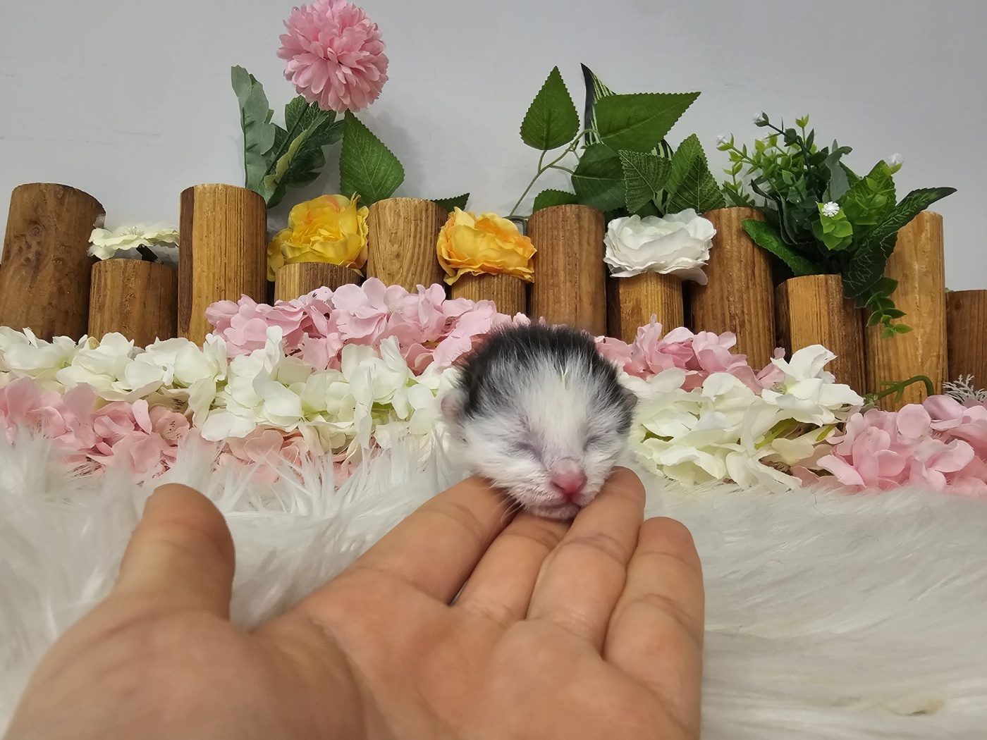 코리안숏헤어 강돌이 화이트고양이분양 화이트비숑프리제분양사이트 화이트포메라니안분양사이트 화이트말티즈분양사이트 화이트말티푸분양사이트  화이트푸들분양사이트 화이트먼치킨분양사이트 화이트랙돌분양사이트 화이트브리티쉬숏헤어분양사이트 화이트스코티쉬폴드 ...