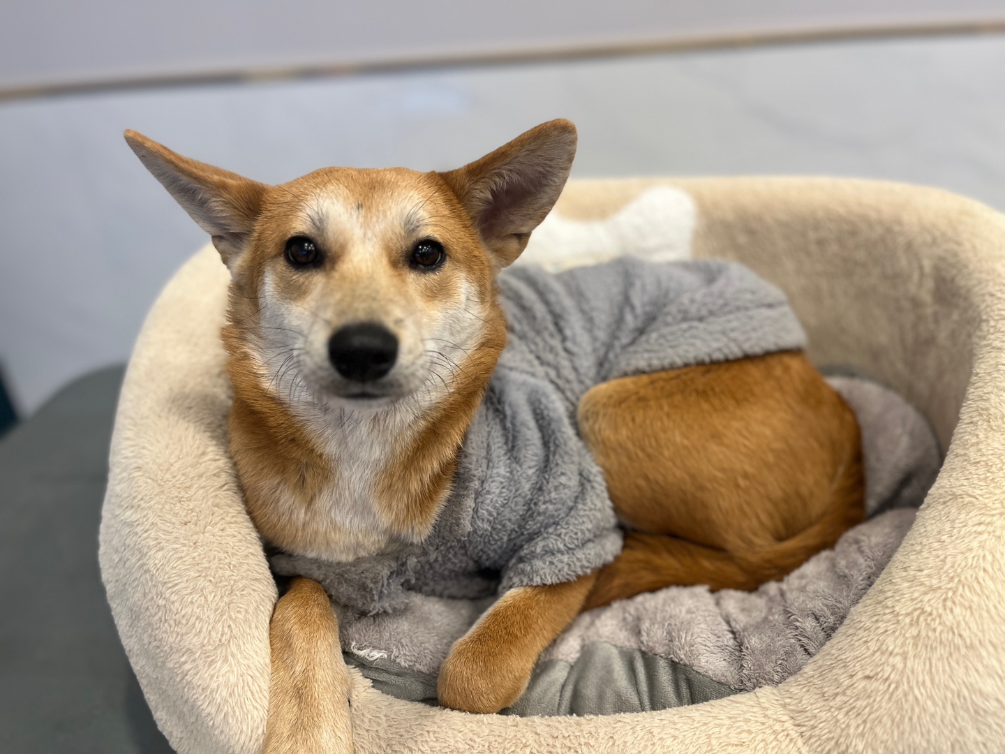 시바이누 믹스 산이 보더콜리분양가격 프렌치불독분양가격 빠삐용분양가격 파피용분양가격 사모예드분양가격 스피츠분양가격 시바견분양가격  시베리안허스키분양가격 시츄분양가격 요크셔테리어분양가격 웰시코기분양가격 이탈리아그레이하운드분양가격 치와와분양가격 ...