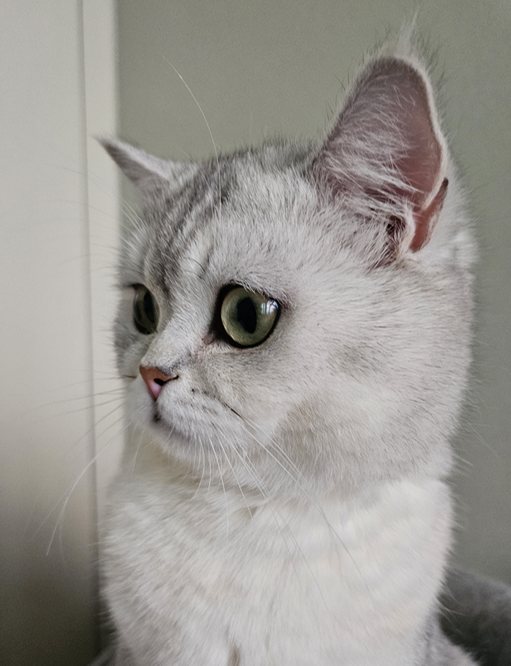 e19d25488f416.png