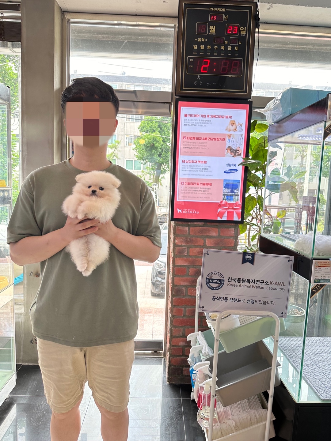 포메라니안 요미 아메리칸코카스파니엘 꼬동 오드아이고양이 가필드고양이 그레이트피레니즈 말티푸성격 아기강아지 다리짧은강아지 다리짧은 ...