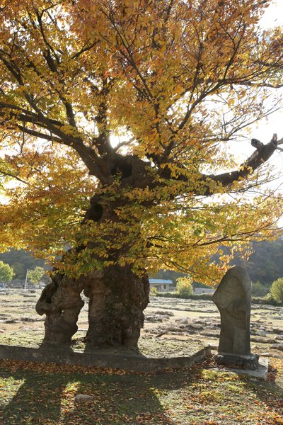고목 느티나무의 상세, 오랜세월을 살면서 속은 다 없어지고, 겉만 남은 모습이 무척 특이하다.