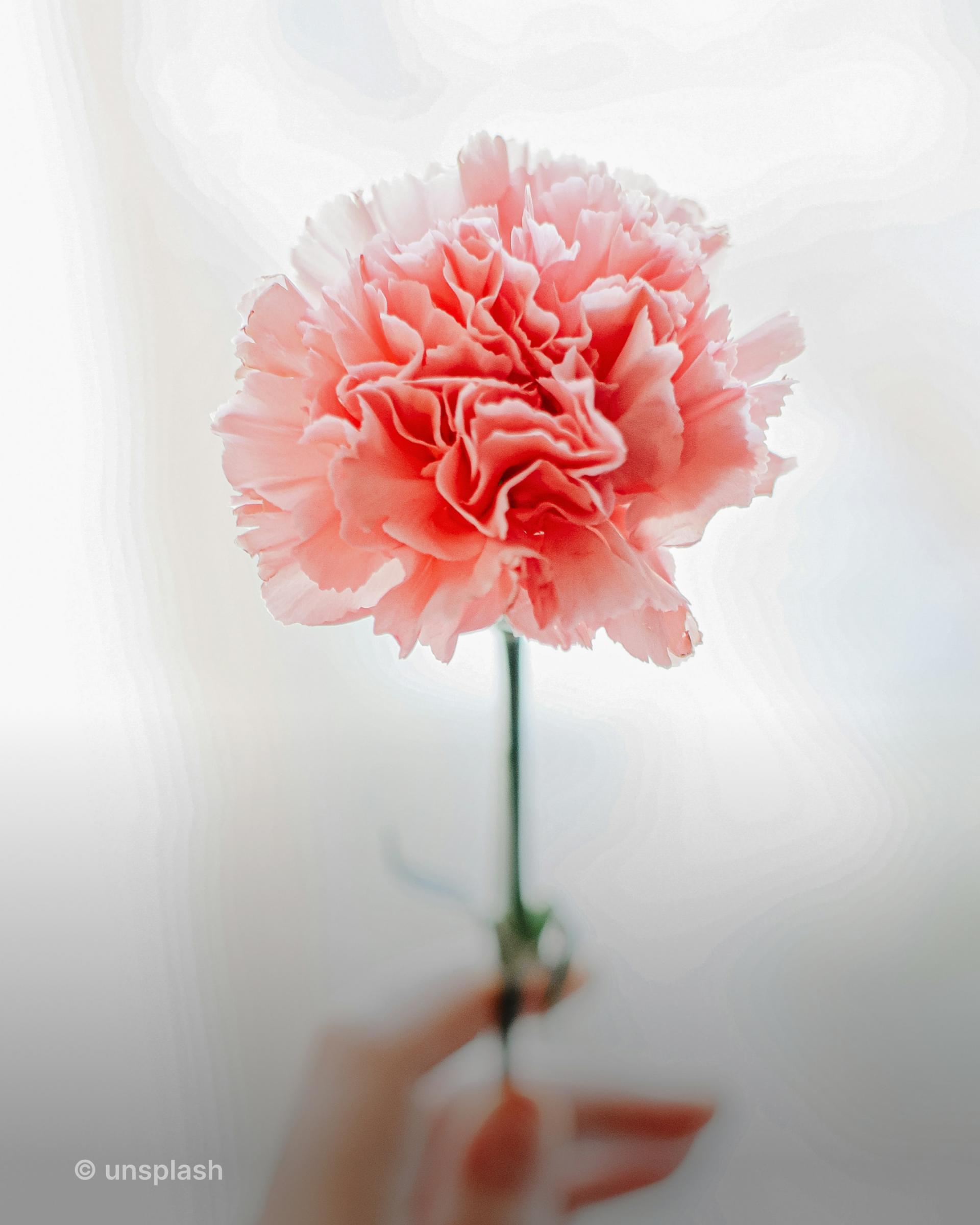 스승의날, 5월, 카네이션, 꽃집, accenton, accentonspextrum, accentonlife