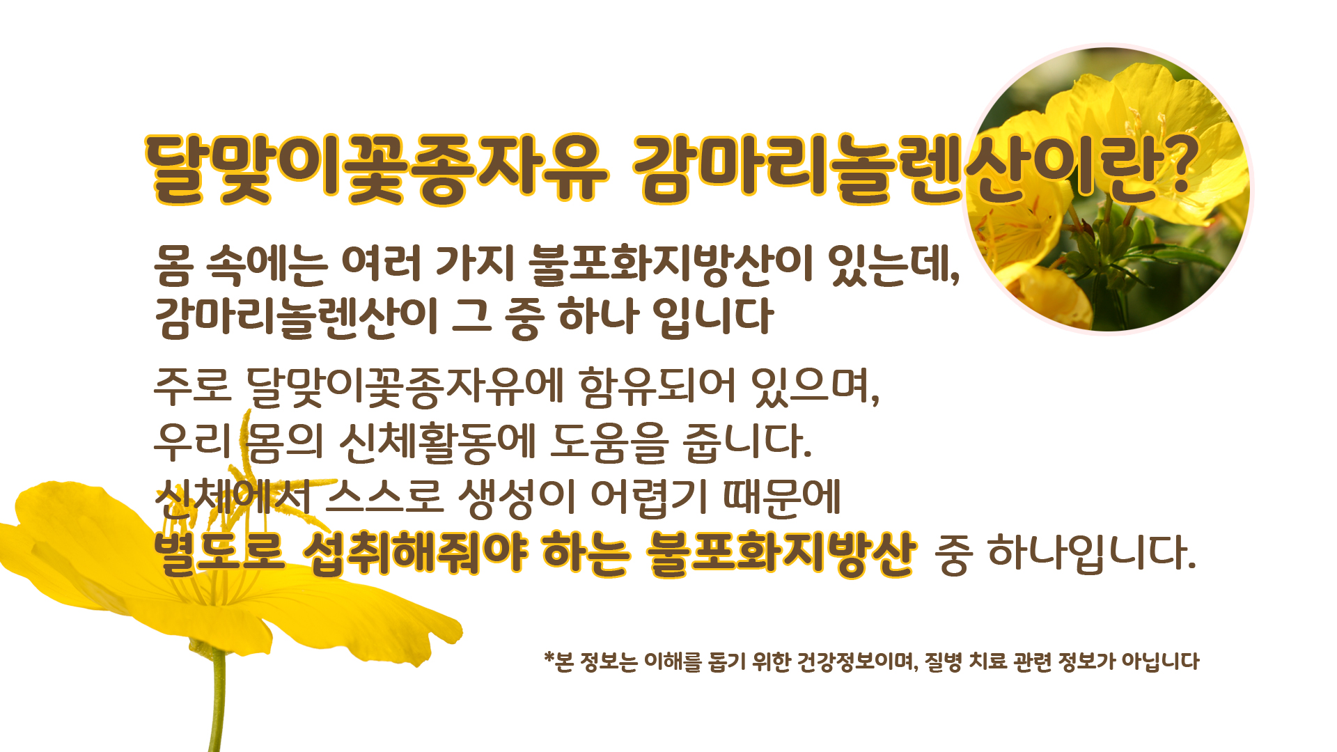 인간의 뇌를 닮은 호두나무 뇌 건강에 도움이 되는 견과류