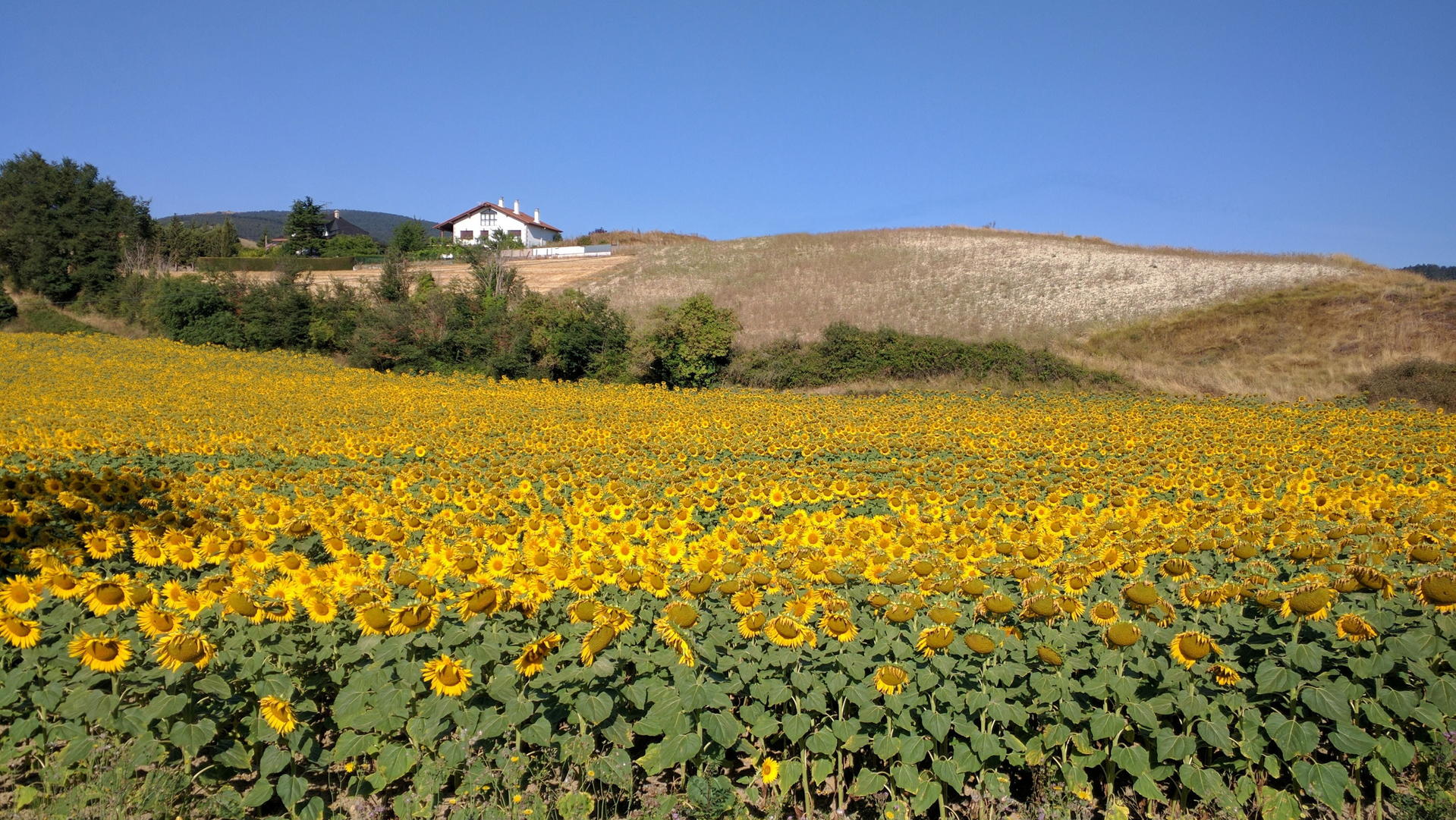 조금 외곽으로 떠나 해바라기 마을 카르모나(Carmona)로