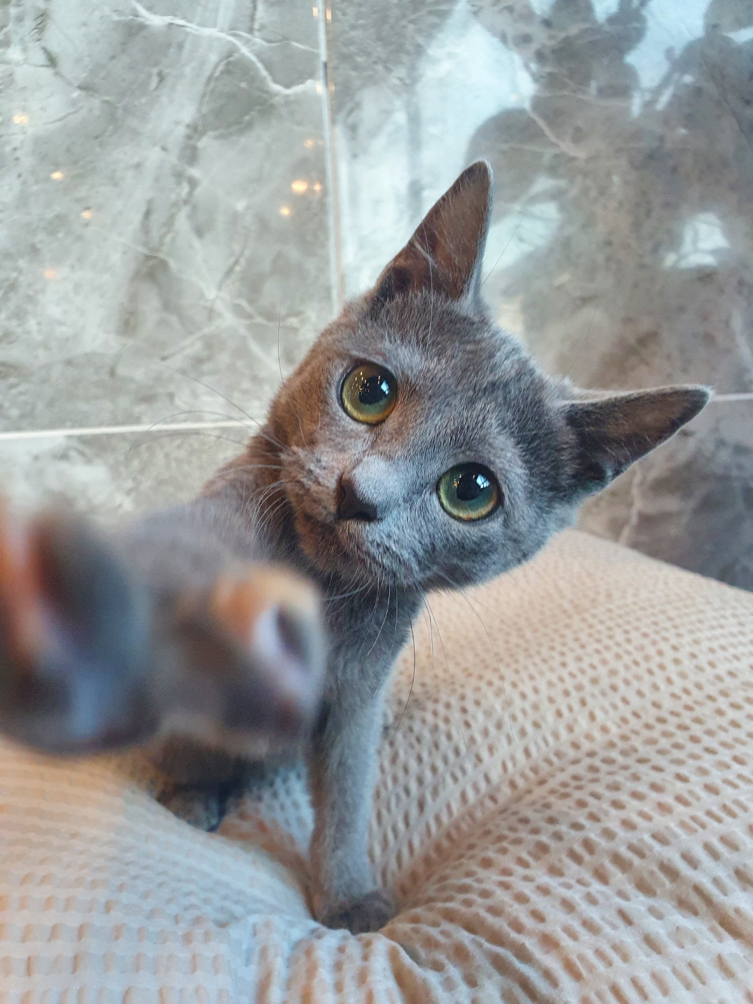 러시안블루 여아 (599,000) 울산강아지분양 요크셔테리어분양가 새끼강아지분양 잉글리쉬불독 천안고양이분양 가정강아지분양 강아지입양  보더콜리 : 강아지무료분양 고양이무료분양 도그마루 라이트 - 먼치킨고양이가격, 펫샵, 믹스견, 코리안숏헤어, 강아지보호소 ...