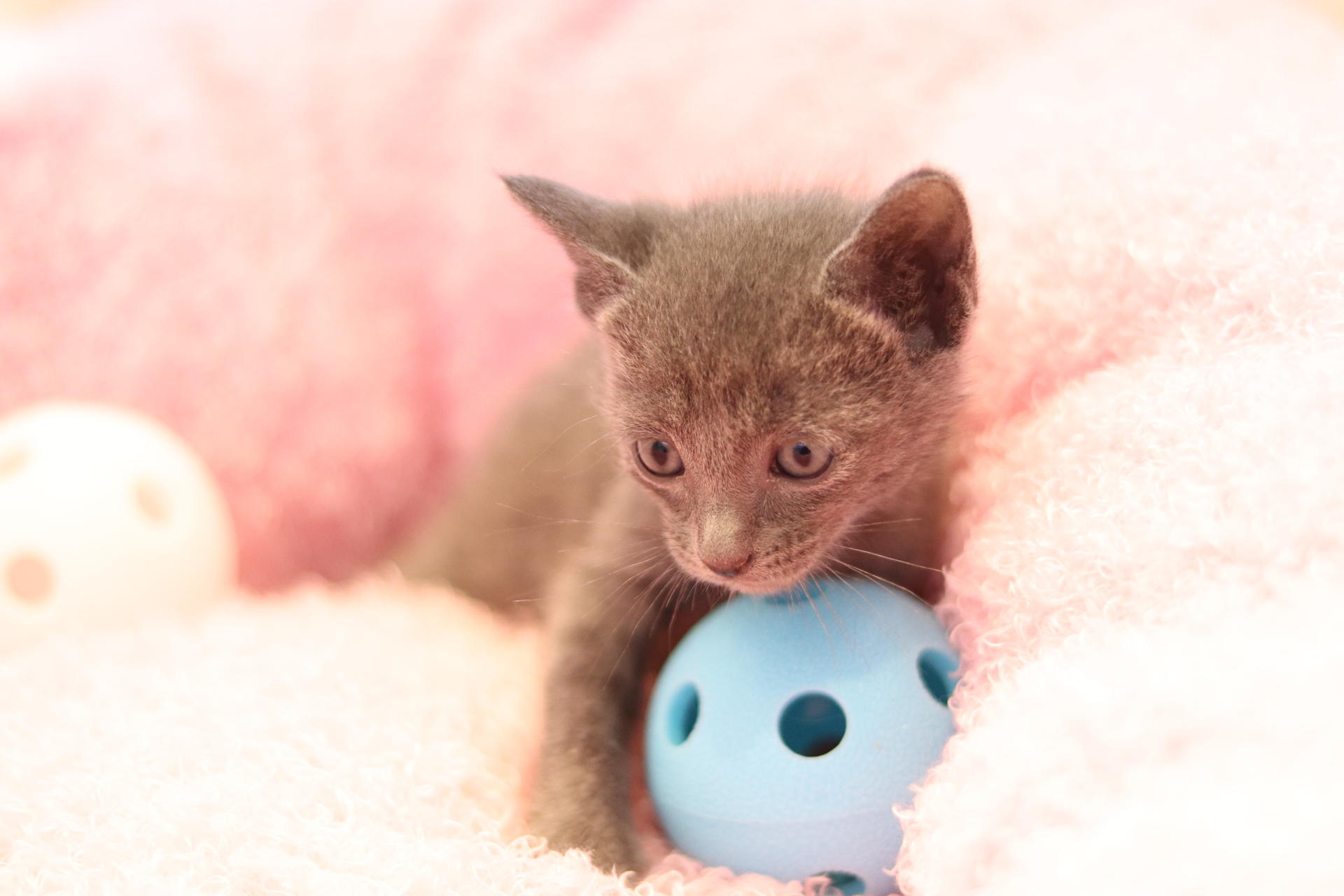 러시안블루 여아(599,000원) 미니비숑분양 그레이하운드분양가 코리안쇼트헤어 터키시앙고라 귀여운강아지 광주동물보호센터 광주동물보호소  새끼고양이분양 : 강아지무료분양 고양이무료분양 도그마루 라이트 - 먼치킨고양이가격, 펫샵, 믹스견, 코리안숏헤어, 강아지 ...