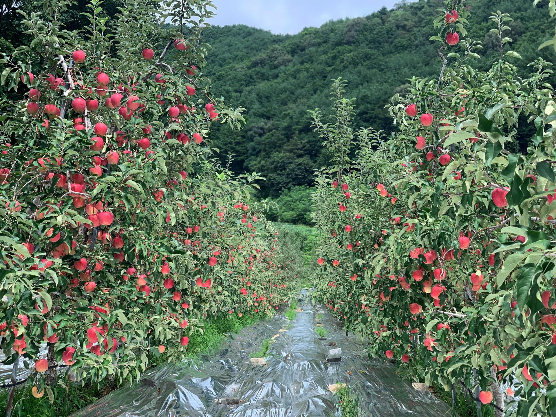 사과(아리수)