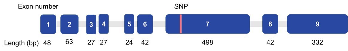 Figure 1. Structure of the CSN2 gene. Introns are represented as a gray line, exons as a blue box.  Exon lengths and the location of the A1/A2 allele SNP are also depicted.