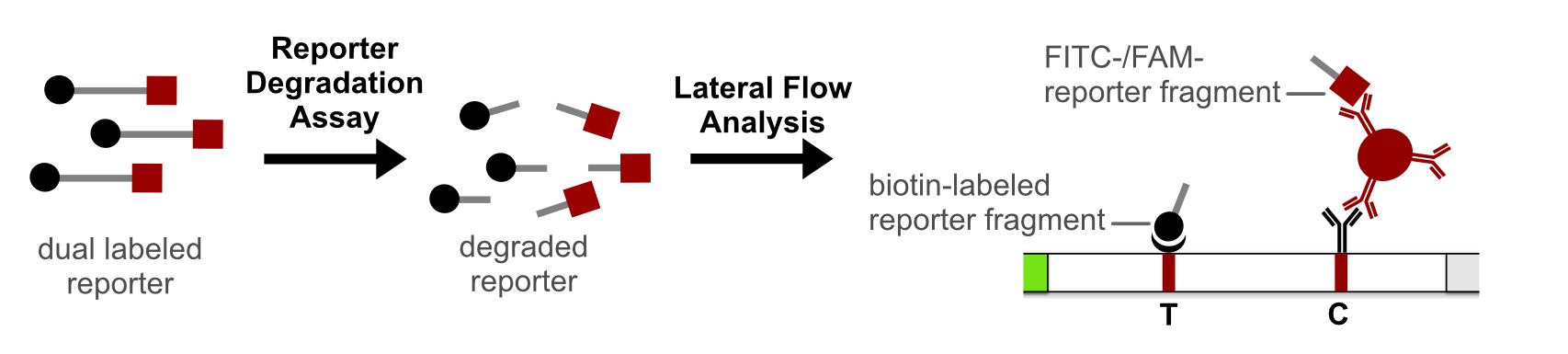 Reporter Degradation Lateral Flow Strategy