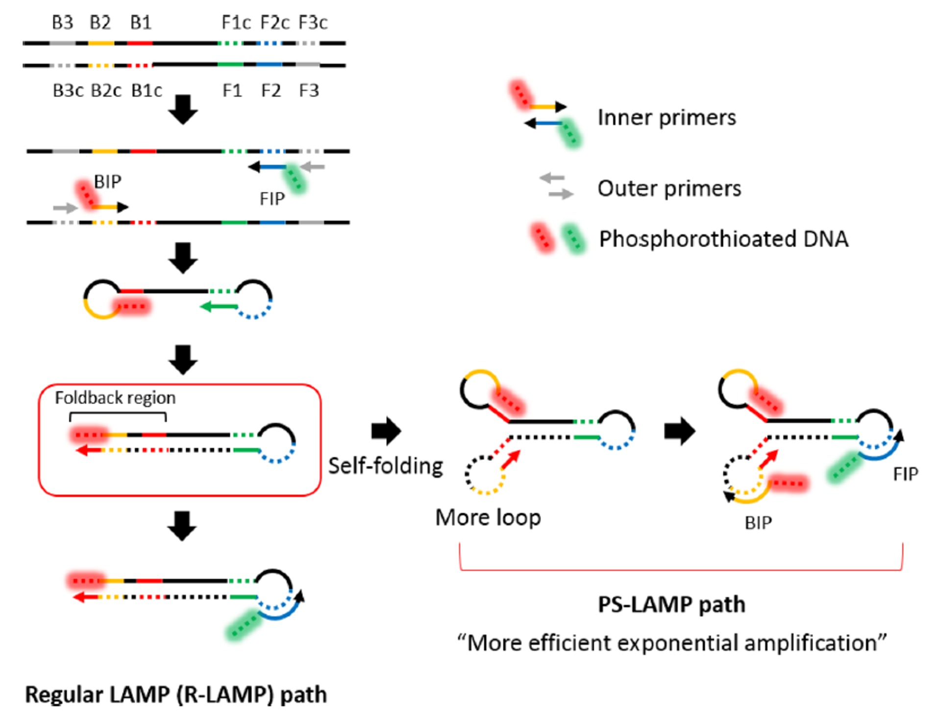 Figure 5. PS-LAMP mechanism