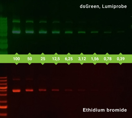 1% agarose gels with variable amount of plasmid stained by either dsGreen, or ethidium bromide. Plasmid quantities are in nanograms.